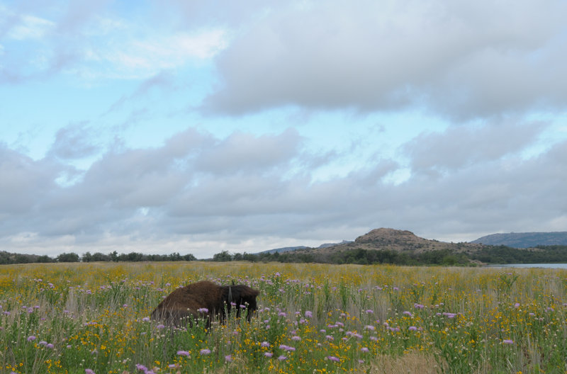 Wichita Mountains Wildlife Refuge 1