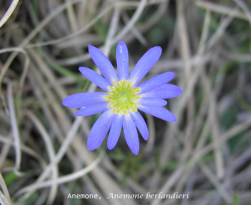 Oklahoma Wildflowers