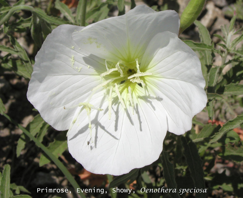 White, Green 1