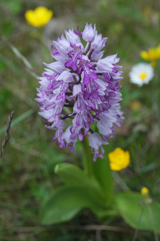 Wildflowers