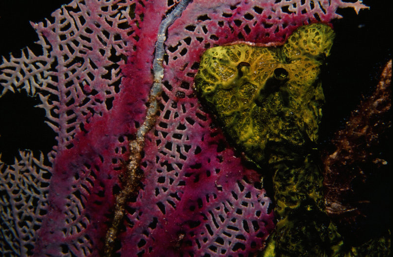 Corals: Fans, Plumes