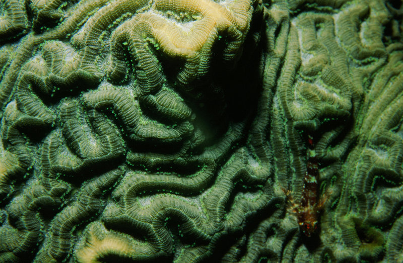 Corals: Stony