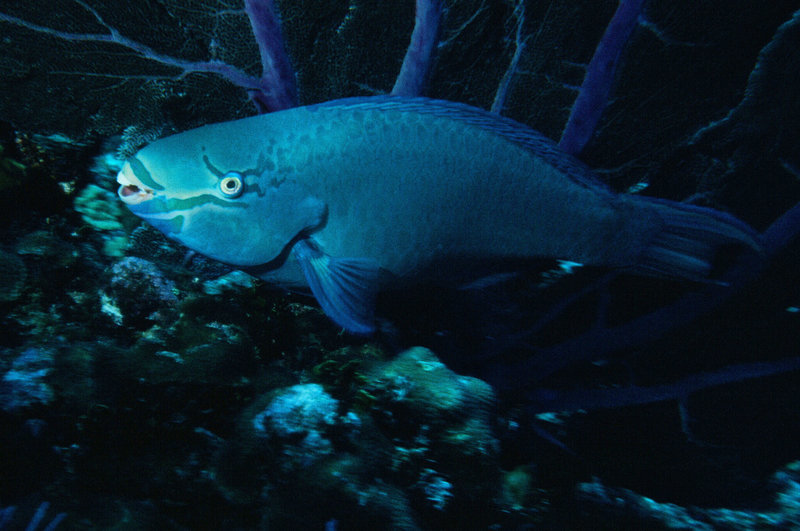 Fish