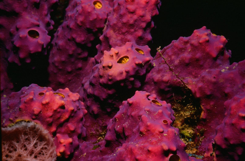 Sponges: Tube and Vase