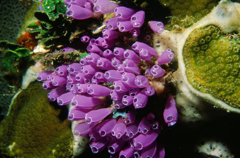 Tunicates 1