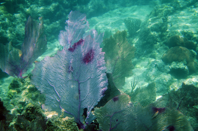 UW Snorkeling Scenery